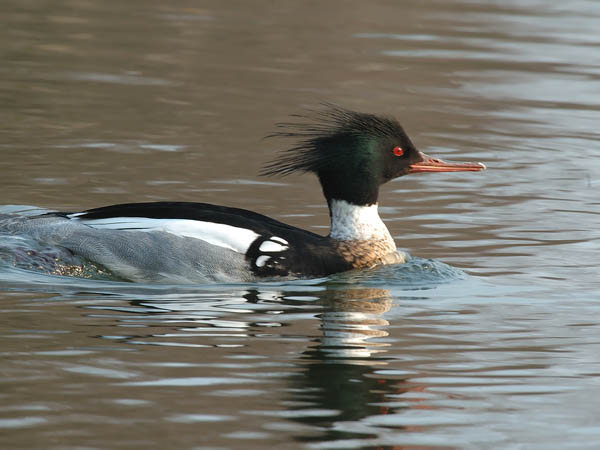 Tukkakoskelo, Red-breasted Merganser, Mergus serrator